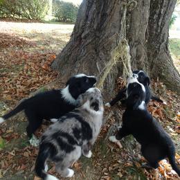 Australian Shepherd Puppies from MilkyWay Aussies with Tails