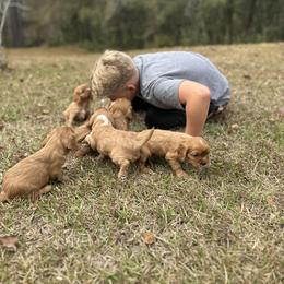Cavalier King Charles Spaniel Puppies from Sweet Southern Cavaliers and Frenchies