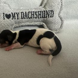 Boy 2 - Piebald male Dachshund puppy in Quemado, New Mexico from TNT Dachshunds