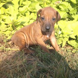 Coco - Rd whtn blk nose female Rhodesian Ridgeback puppy in Carney, Oklahoma from River Run Parson Russell terriers & River Run Ridgebacks