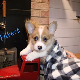 Filbert - Sable male Pembroke Welsh Corgi puppy in Purcellville, Virginia from Rhone River Farm Pembroke Welsh Corgis