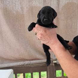 Female 2 - Black female Labrador Retriever puppy in Hebron, Kentucky from Top Notches Labrador Retrievers