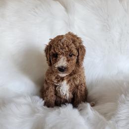 Miss Purple - Apricot female Goldendoodle puppy in Cumming, Georgia from Chattahoochee Kennels