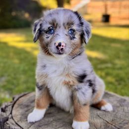 Versace - Blue merle male Miniature Australian Shepherd puppy in Dayton, Washington from Rafter 22 Aussies