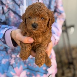 Joey - Red  male Goldendoodle puppy in Cedar City, Utah from Precious Paws Ranch