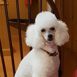 Poodles from Simmetry Toy Poodles