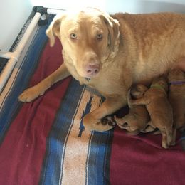Chesapeake Bay Retriever Puppies from Bay Haven Chesapeakes
