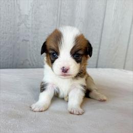 Boy 1 - White and red male Pembroke Welsh Corgi puppy in Mc Cammon, Idaho from Sunny J Corgis and Mini Americans