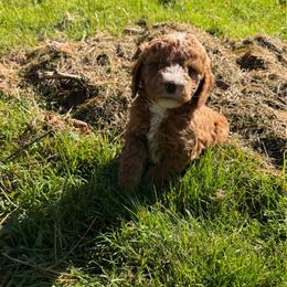 Tigger - Red male Bernedoodle puppy in Constableville, New York from Zehr’s Labradoodles & Bernedoodles