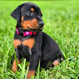 Ira - Black and rust female Doberman Pinscher puppy in Lebanon, Ohio from Lady Mae Bassets & Doberman