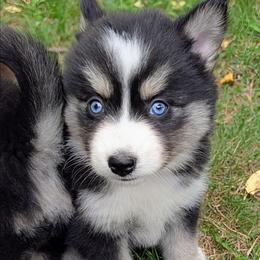 Gina - Black female Pomsky puppy in Charlotte, Michigan from Moore Pomskies