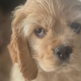 Cocker Spaniels from Thomas’ Cocker Spaniel Co.
