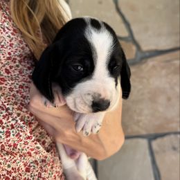 Theodore - Black and white male Basset Hound puppy in Yarnell, Arizona from Boulder Oak Bassets