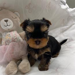 Jack - Blue and gold male Yorkshire Terrier puppy in Seattle, Washington from 🎀 Yorkies Boutique Babydolls 🎀