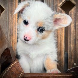 Miranda - female Pembroke Welsh Corgi puppy in Los Lunas, New Mexico from Blue Diamond Welsh corgis