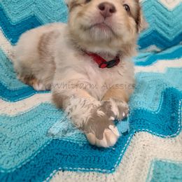 Australian Shepherd Puppies from Whitfarm Aussies