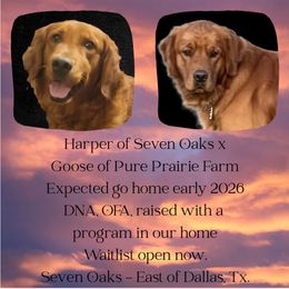 Golden Retriever puppies from 07 Seven Oaks Goldens and Doodles