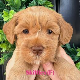 Skittles - Caramel female Australian Labradoodle puppy in Silver Spring, Maryland from Potomac Australian Labradoodles