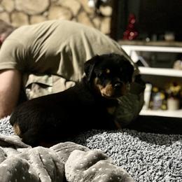 Rottweiler Puppies from Vom Arnold-Hause Rottweilers