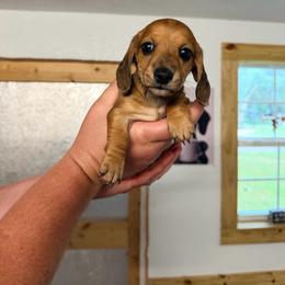 Copper - Sable male Dachshund puppy in Pierson, Florida from Paige’s Mini Dachshunds