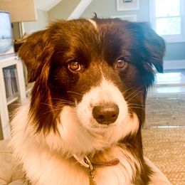 Mighty - Border Collie