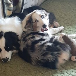 Australian Shepherd All Grown Up from Aussies of Hunt Farm