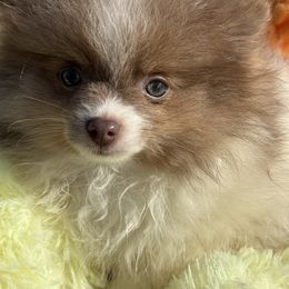 Penelope - Lavender female Pomeranian puppy in Edmond, Oklahoma from My Sun & Moon Poms