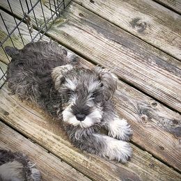 Miniature Schnauzer Puppies from MoonShadows Miniature Schnauzers
