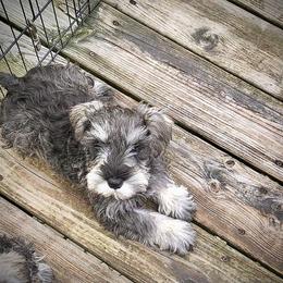 Miniature Schnauzer Puppies from MoonShadows Miniature Schnauzers