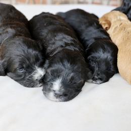 Cockapoo and Poodle Puppies from The Redbud Roost