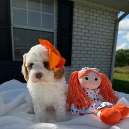 Zoe - Parti female Goldendoodle puppy in Estesburg, Kentucky from Wet Goldendoodle Kisses