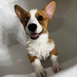 Caramel - Sable female Pembroke Welsh Corgi puppy in New Port Richey, Florida from Spots and Sploots