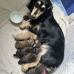 Dachshund puppies from Swedoxies