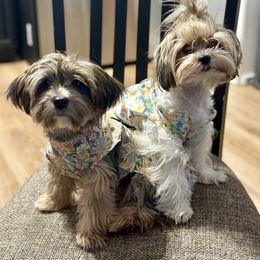 Shih Tzu and Yorkshire Terrier All Grown Up from Empire Yorkies