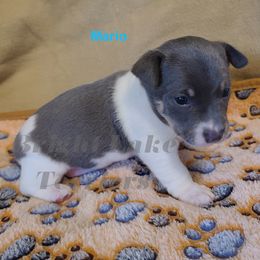 Mario - White and blue male Teddy Roosevelt Terrier puppy in Milaca, Minnesota from Bright Lake Terriers