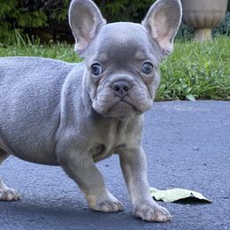 Girl 1 - Tricolors French Bulldog puppy in New Jersey from Couture_frenchies