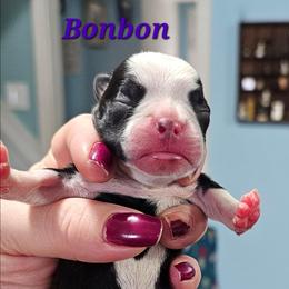 Bonbon - Black and white female Boston Terrier puppy in Columbus, Ohio from Bryn's AKC Bostons