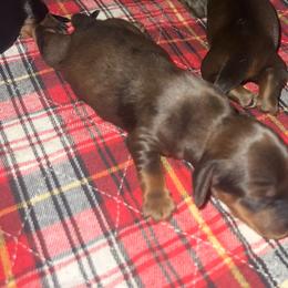 Poodle Puppies from TMJ Dachshunds & More