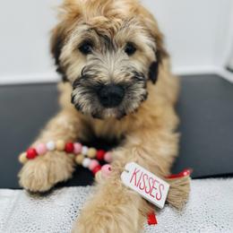 Yellow - Wheaten male Soft Coated Wheaten Terrier puppy in Grand Prairie, Texas from Wonderful Wheatens