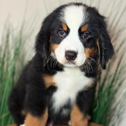 Navy boy - Tri-color male Bernese Mountain Dog puppy in Yuciapa, California from AlltheDoodlez_