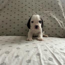 Male 1 - White black and tan male Beagle puppy in Newman, California from Valley Beagles