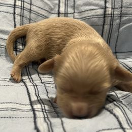 Lexington - Cream male Dachshund puppy in Wesley Chapel, Florida from Russell Lee Overton
