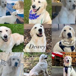 Golden Retriever puppies from Knight's Golden Acres