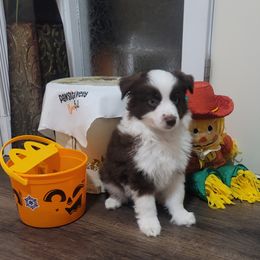 Lincoln - Red & white male Miniature Australian Shepherd puppy in Marysville, Washington from Garay Mini Aussies