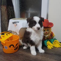 Lincoln - Red & white male Miniature Australian Shepherd puppy in Marysville, Washington from Garay Mini Aussies