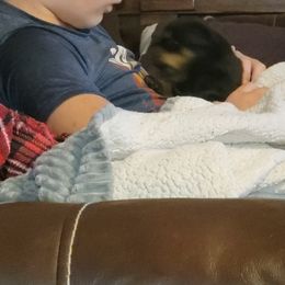 Rottweiler Puppies from Von Haus of Pearl