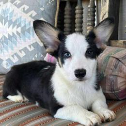 Girl 11 - Black and tan female Pembroke Welsh Corgi puppy in Surprise, Arizona from Ruff and Rowdy Corgis