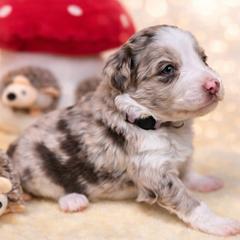 Sienna - White and red merle female Bordoodle puppy in Conway, Missouri from 2J 2K Bordoodles
