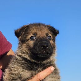 German Shepherd Puppies from Vom Haus Denfors K9