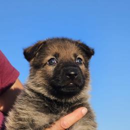 German Shepherd Puppies from Vom Haus Denfors K9